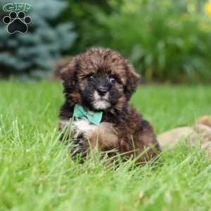 Frankie, Havapoo Puppy